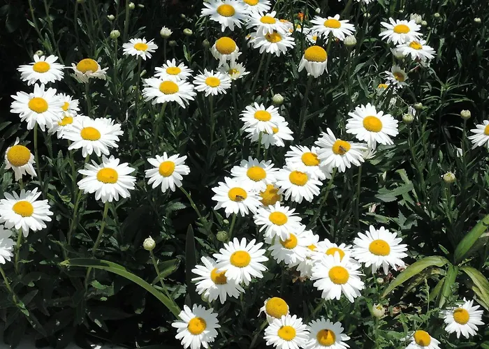 Kapsali アパート Galini