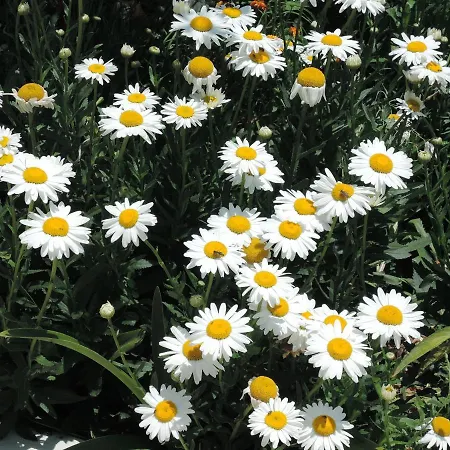 Kapsali Apartmán Galini (Naxos)