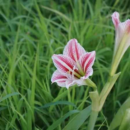 Kapsali Apartman Galíni