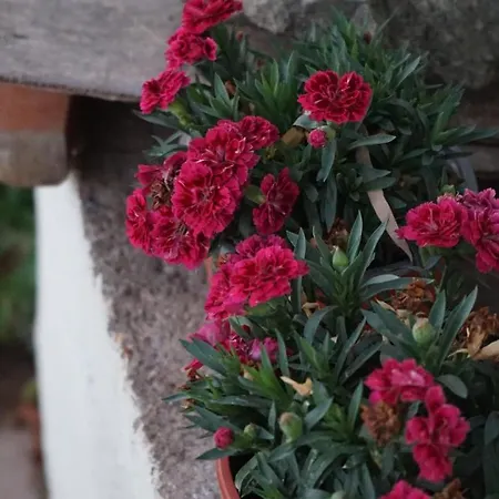 Kapsali Apartman Galíni