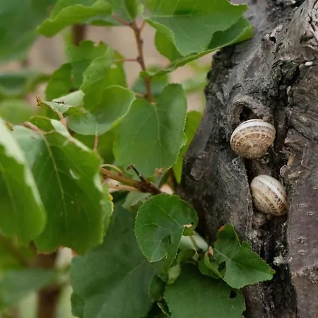 Apartman Kapsali Galíni