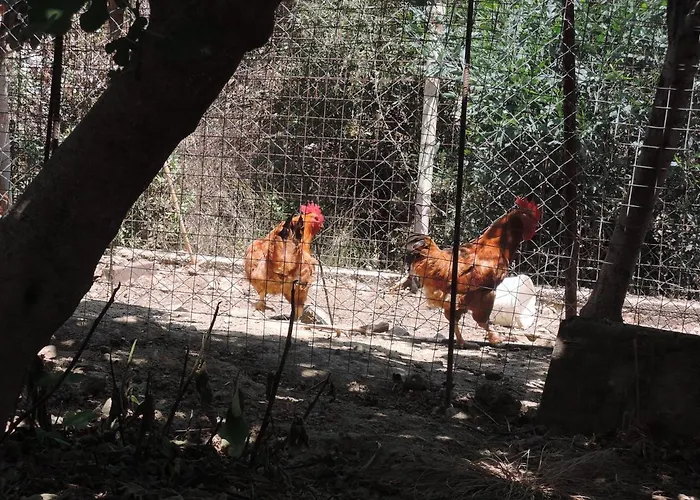 Kapsali Appartement Galini (Naxos)