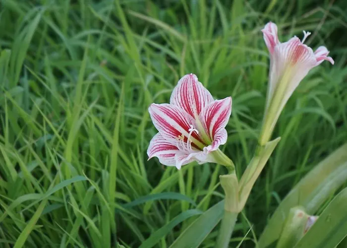 Kapsali Appartement Galini (Naxos)