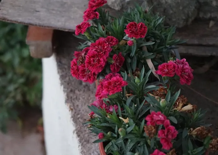 Kapsali Appartement Galini (Naxos)