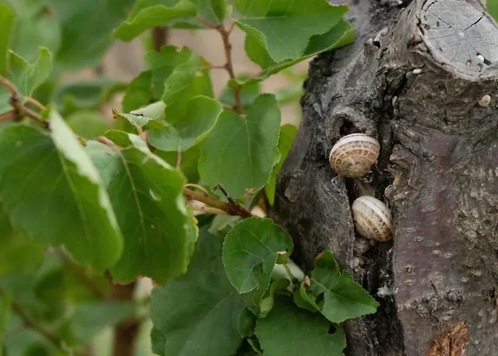 Appartement Kapsali Galini (Naxos)